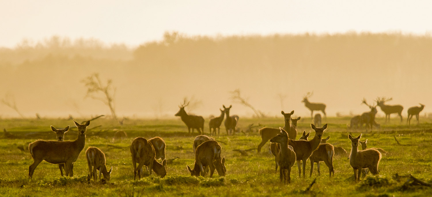 d-20-prachtigste-natuurgebieden-in-nederland